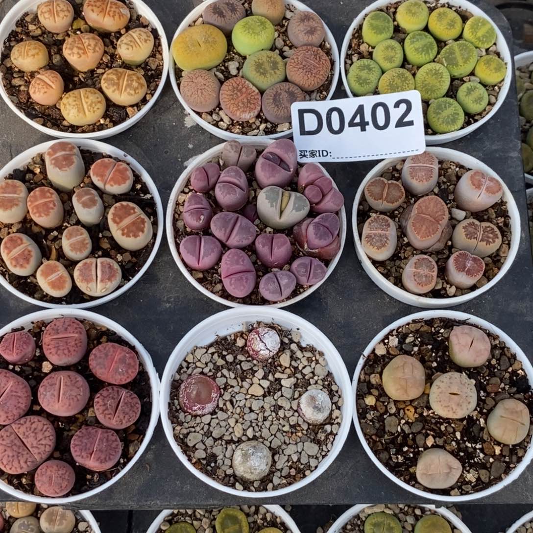 0402直播间一物一拍 带盆发