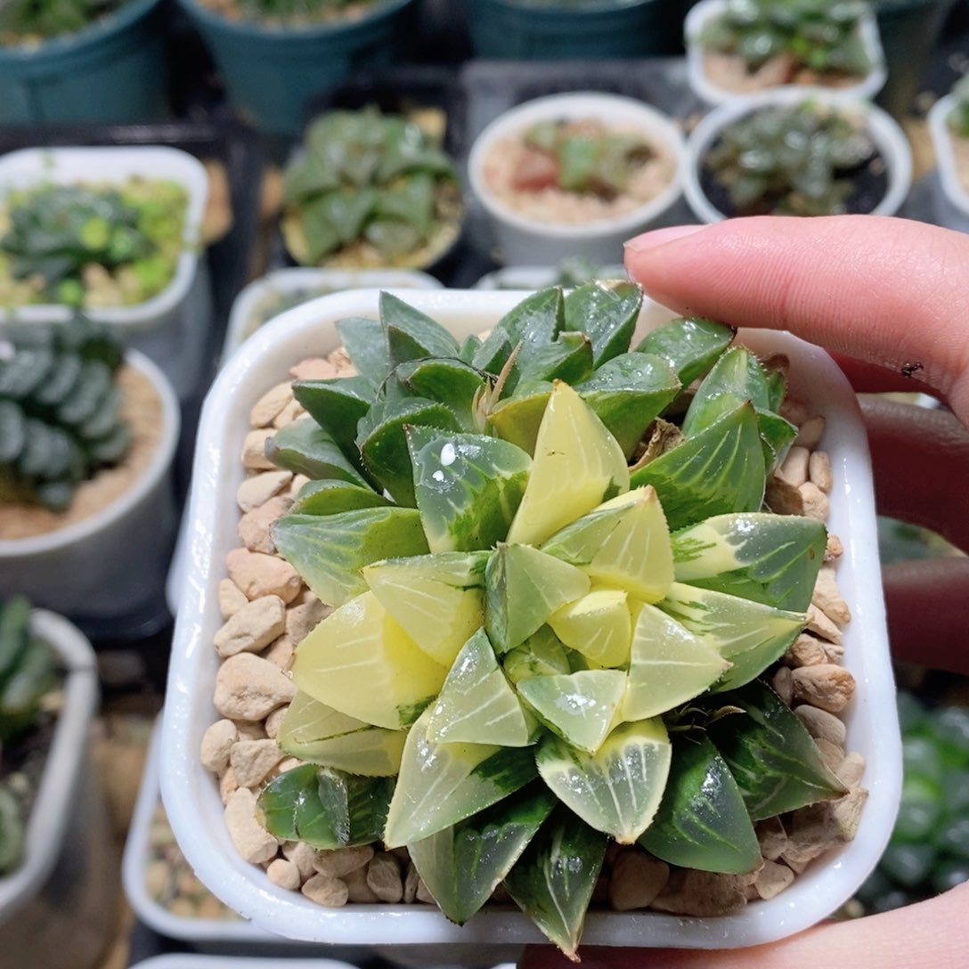 姬寿锦新手入门锦多肉