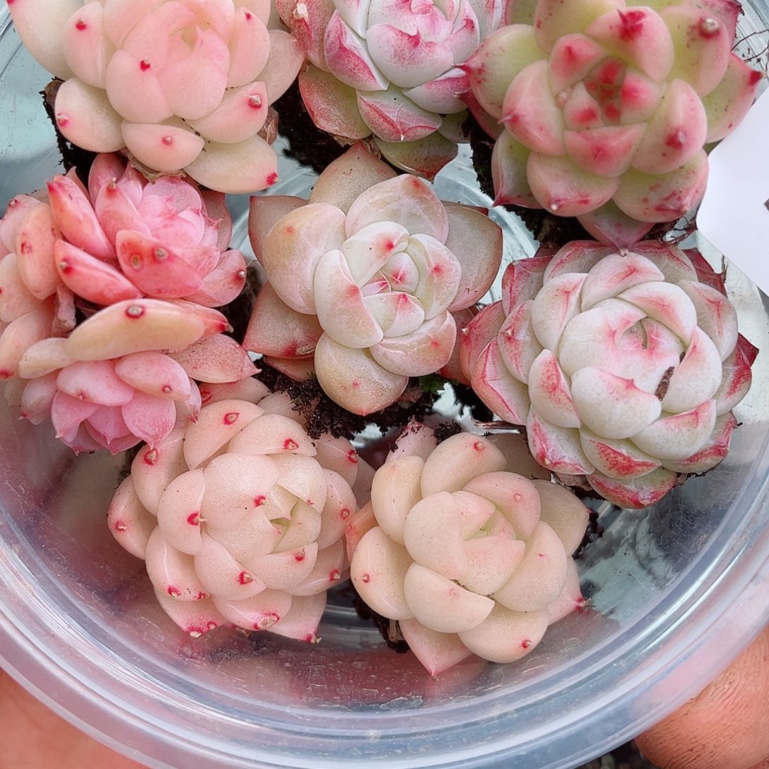 1-329 新疆西藏内蒙不发12.8包邮2-3公分