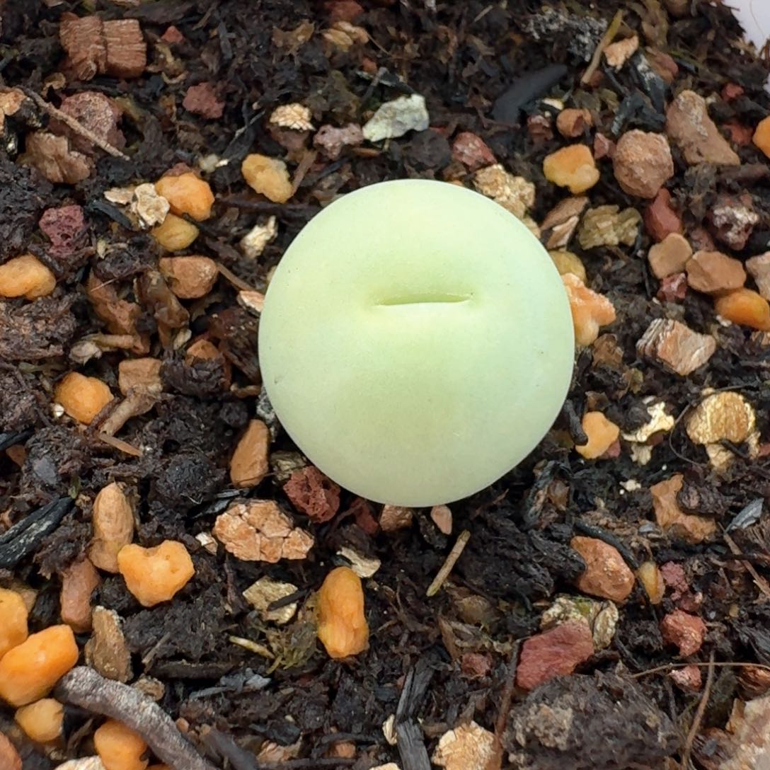 823带盆土鸽子蛋尺寸1.4左右