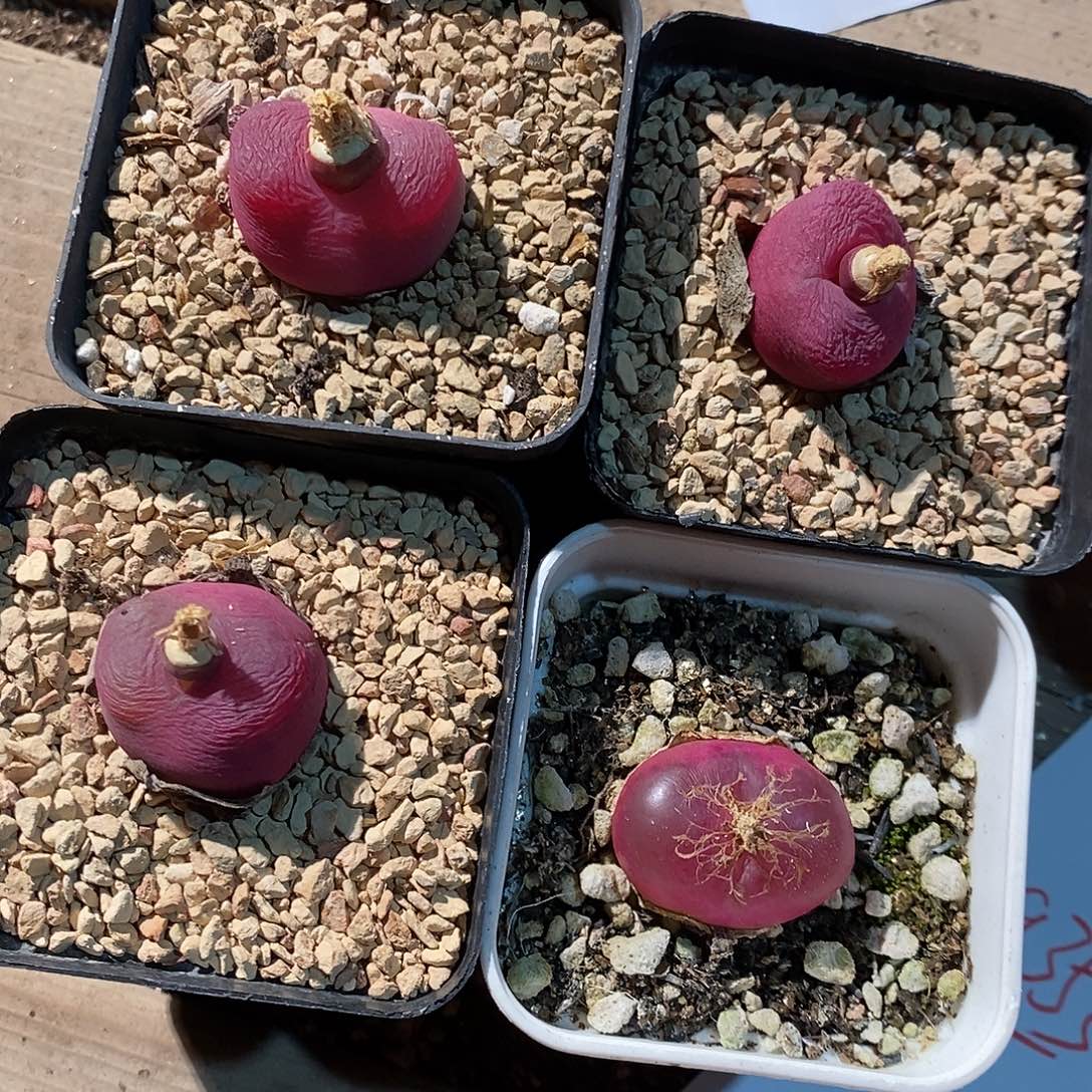 9353。     一组四颗紫红母本带盆发货。