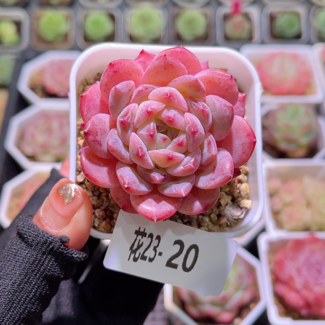 花23-20新品单头