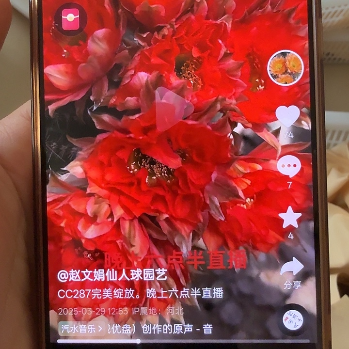 清库存彩草歪cc287