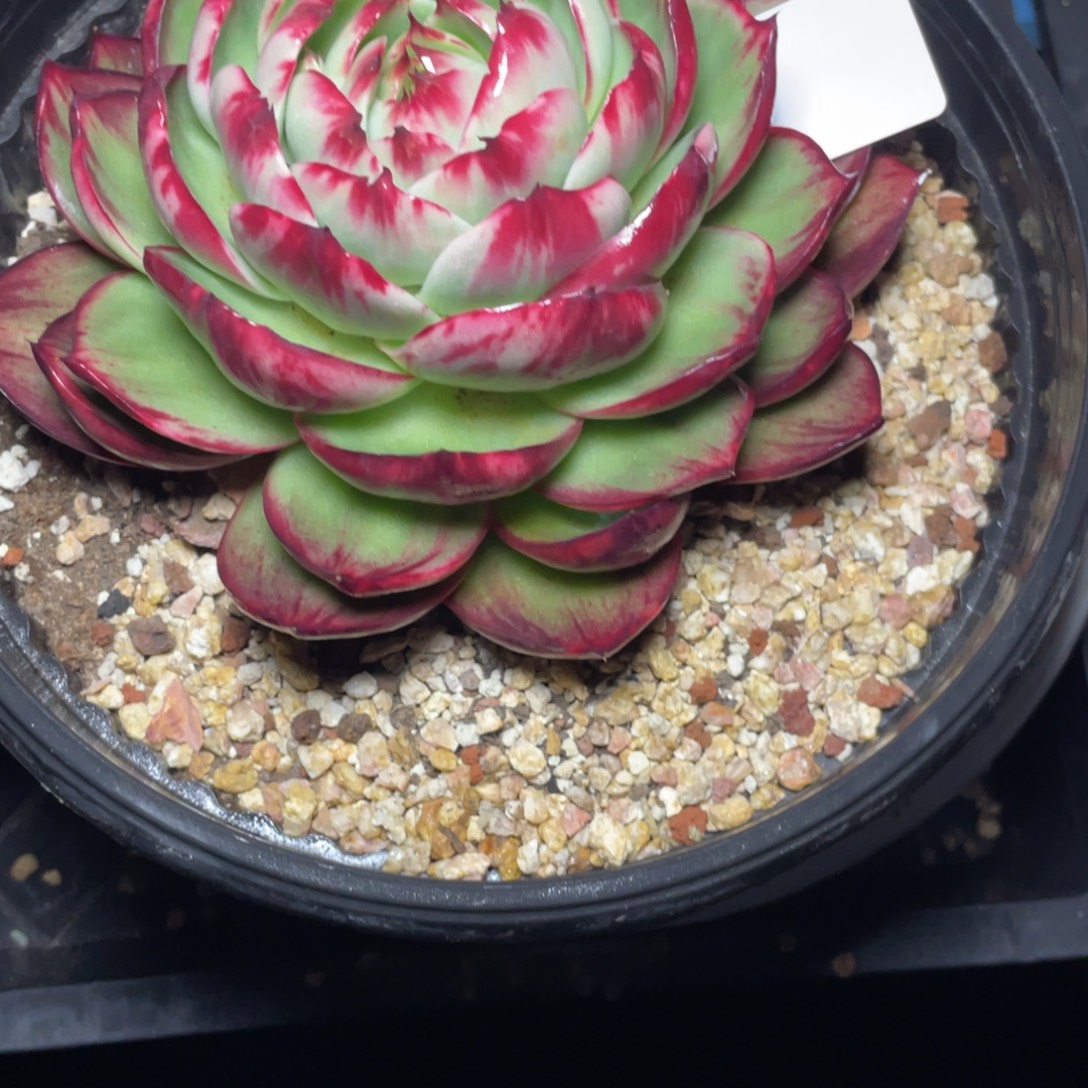 *****惊鸿仙子一物一拍