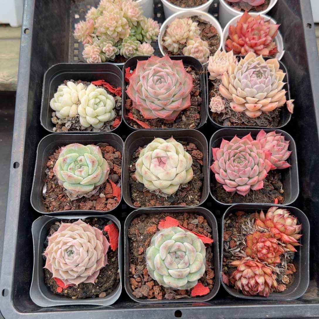 框拍框拍0207-126