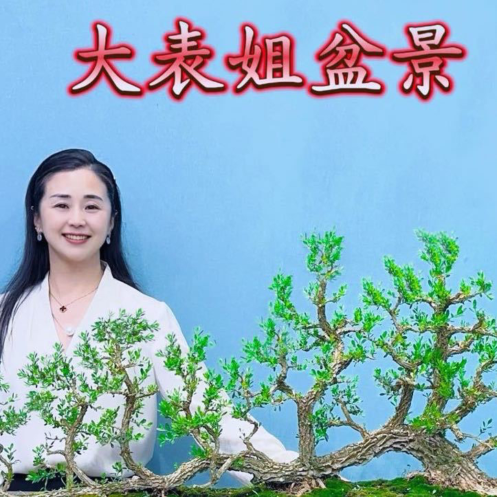 黄杨盆景绿植室内庭院客厅阳台四季常青易养