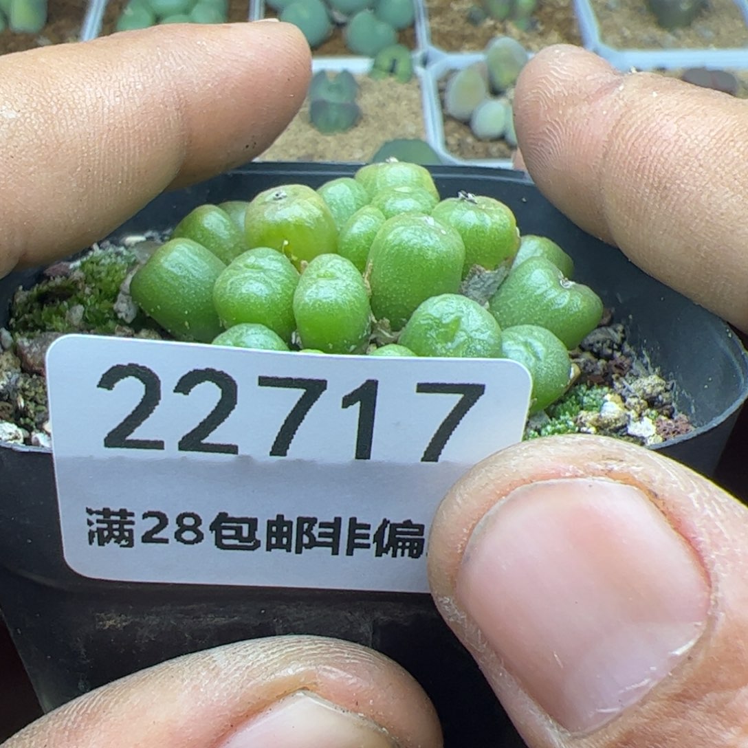 佰**柜大家过年好22717