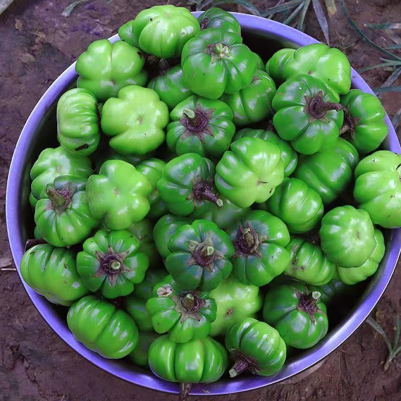 云南元阳本地苦果