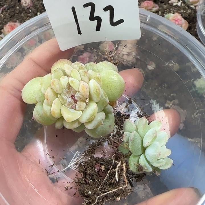 晓***晓132号绝绝子多肉两颗