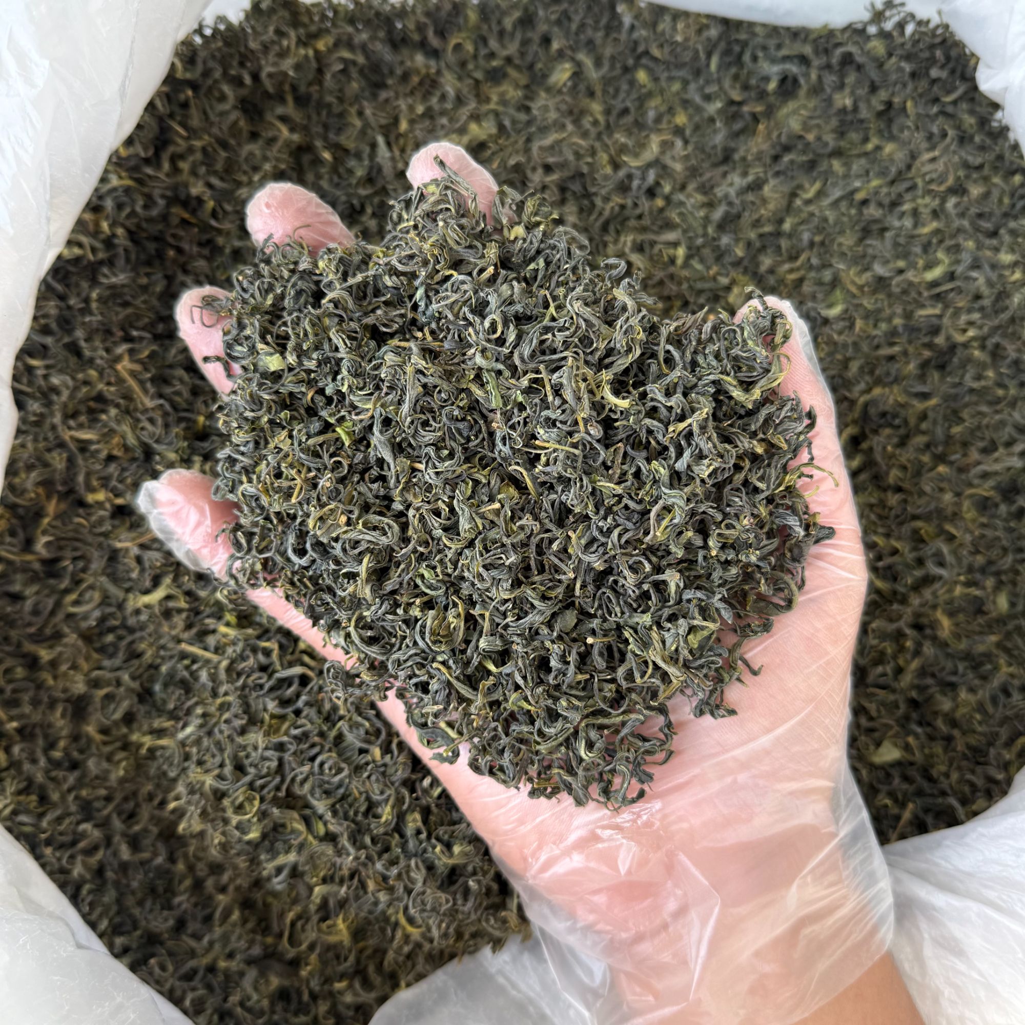 日照绿茶高火板栗香口粮茶一斤500g二斤1000g