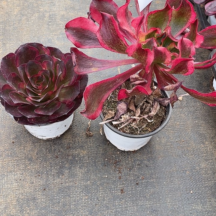 090711美金锦➕魅影