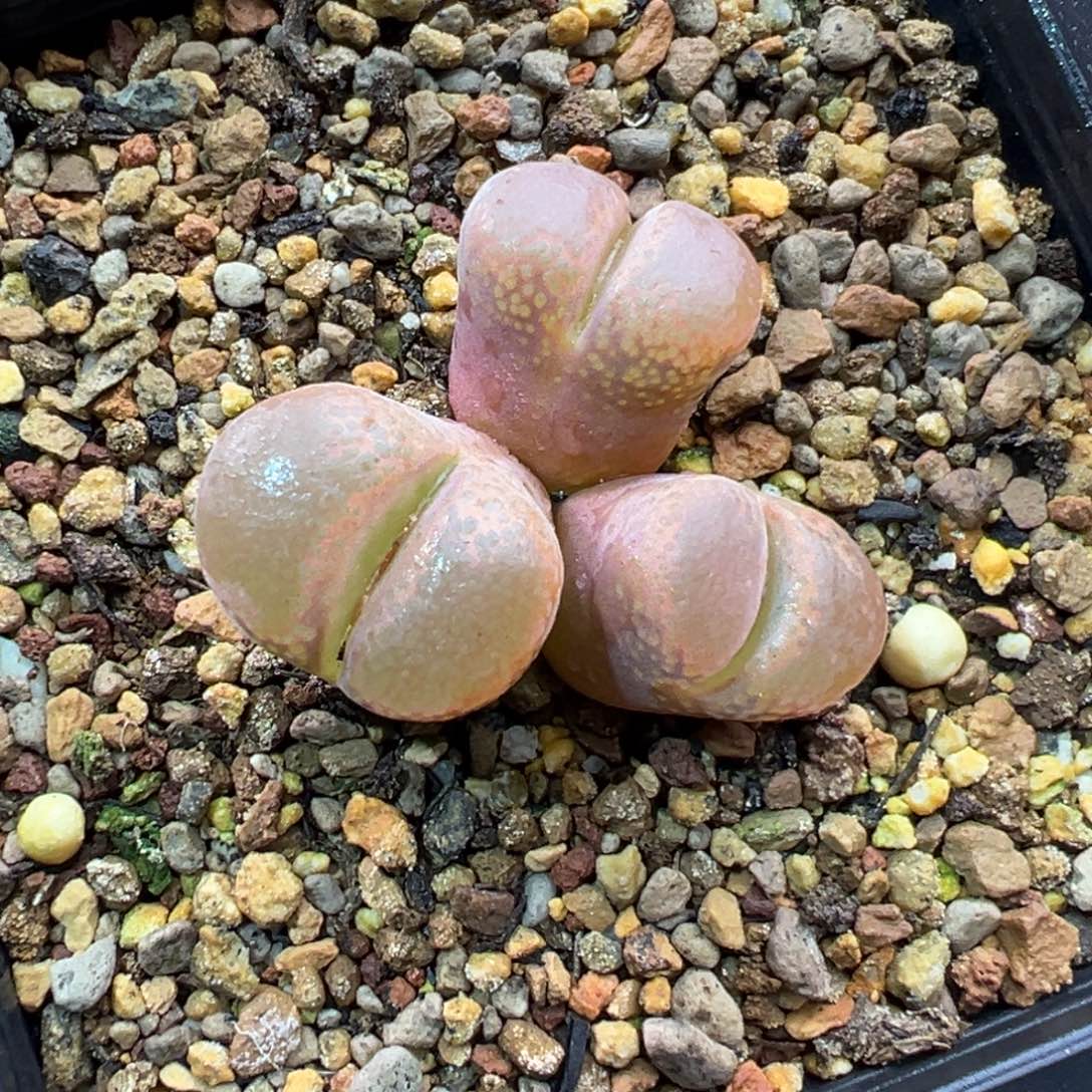 166三头红风铃一棵特 