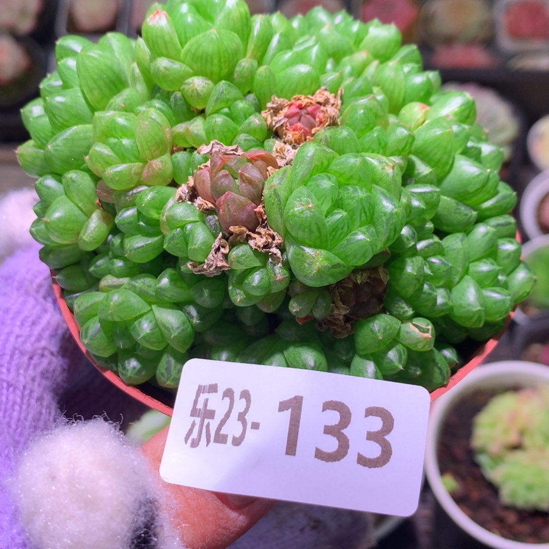 乐然23-133 草玉露群 