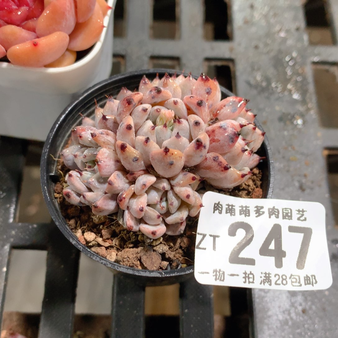 肉萌萌拇指盆精控多肉ZT247