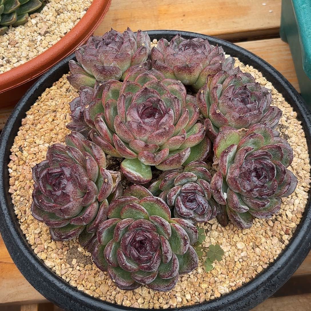 溜溜球多肉植物多肉