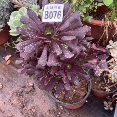 076黑法师不包断枝