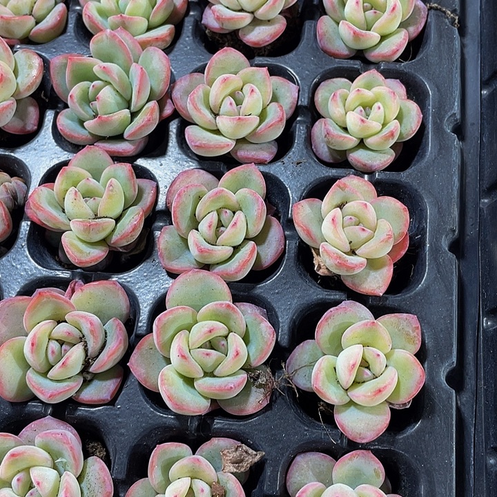 小泡芙1元带土发货