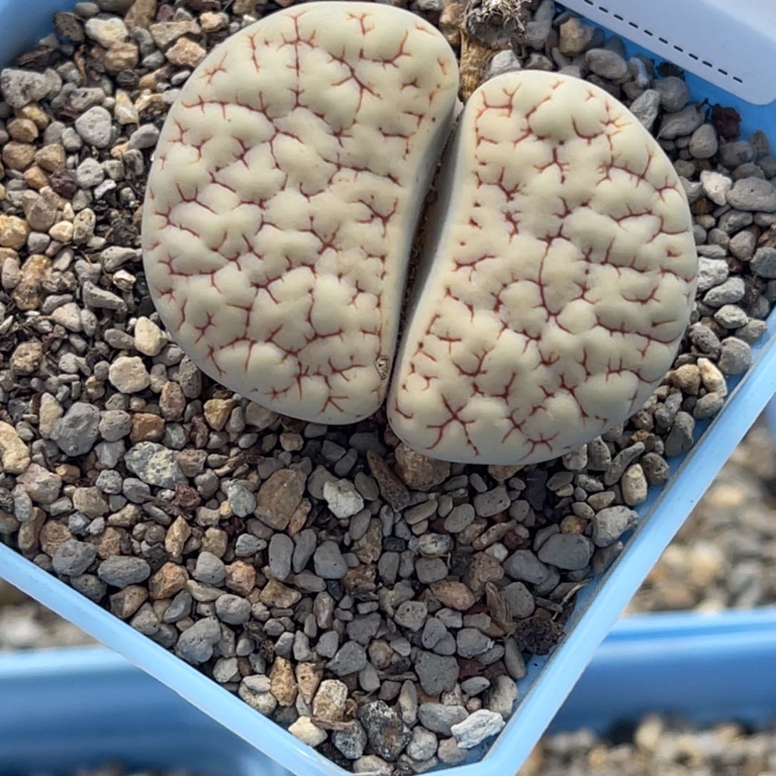 5784蜜纹1891尺寸4.0