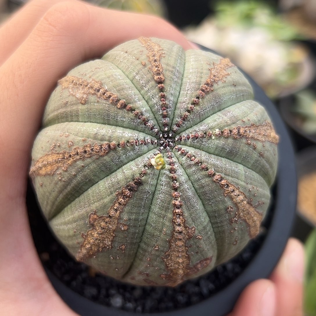 完全开放欧系布纹球gggggg