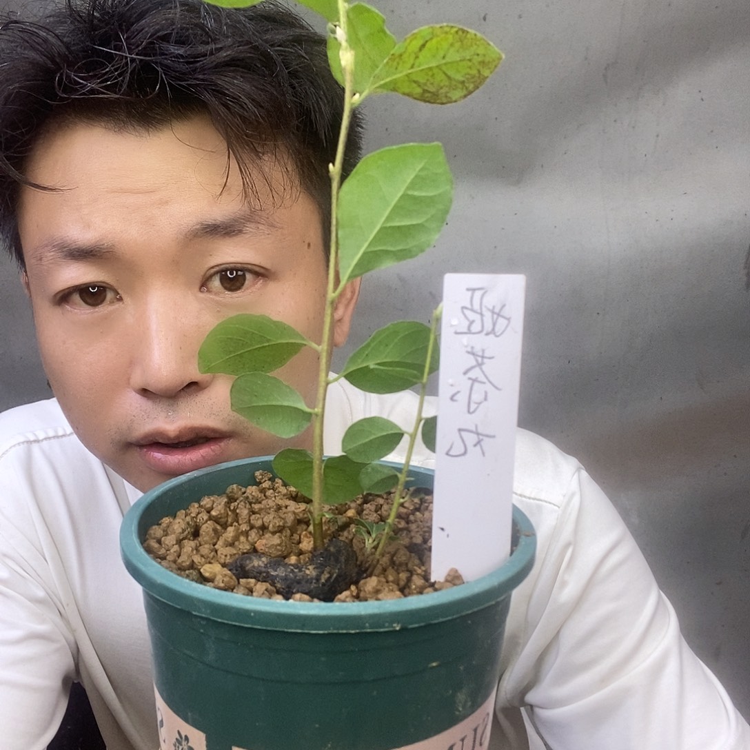 无花朵老鸦柿姬茶丸苗