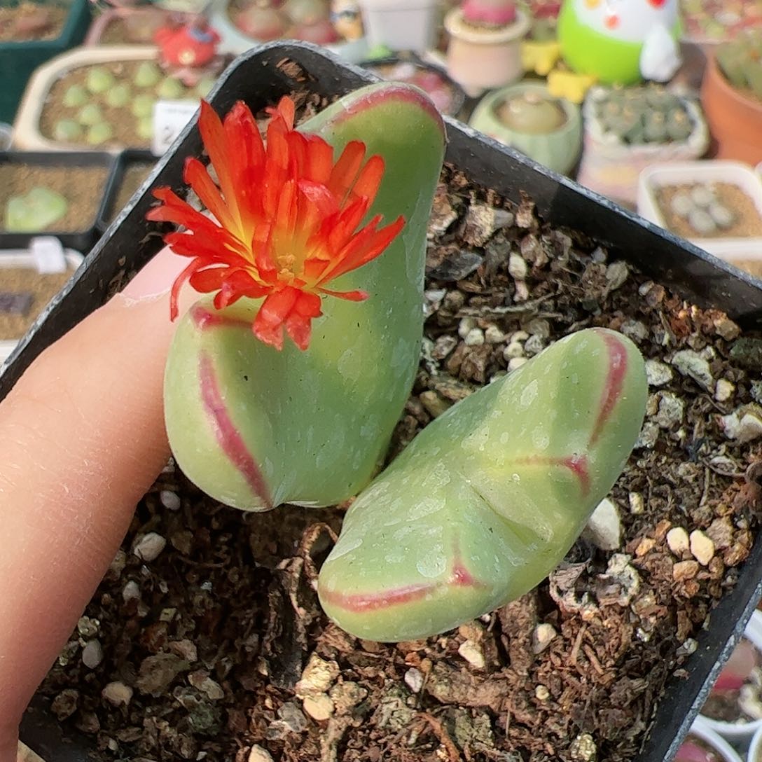 【闪购商品】70 红花少将