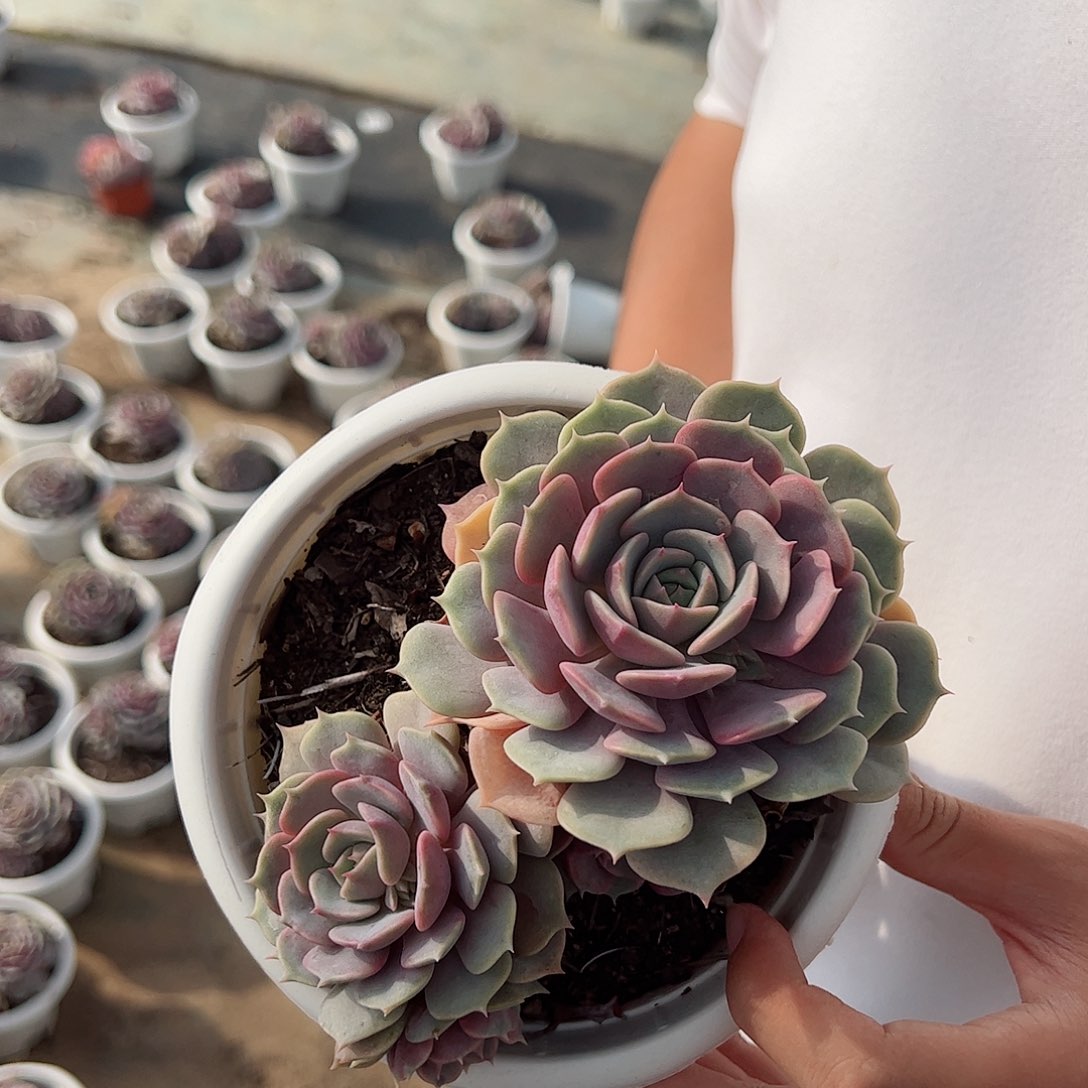 粉蝶双头起整桩老桩