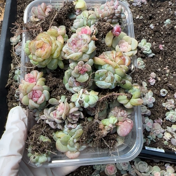 M***e56号红灯泡珍妮一盒