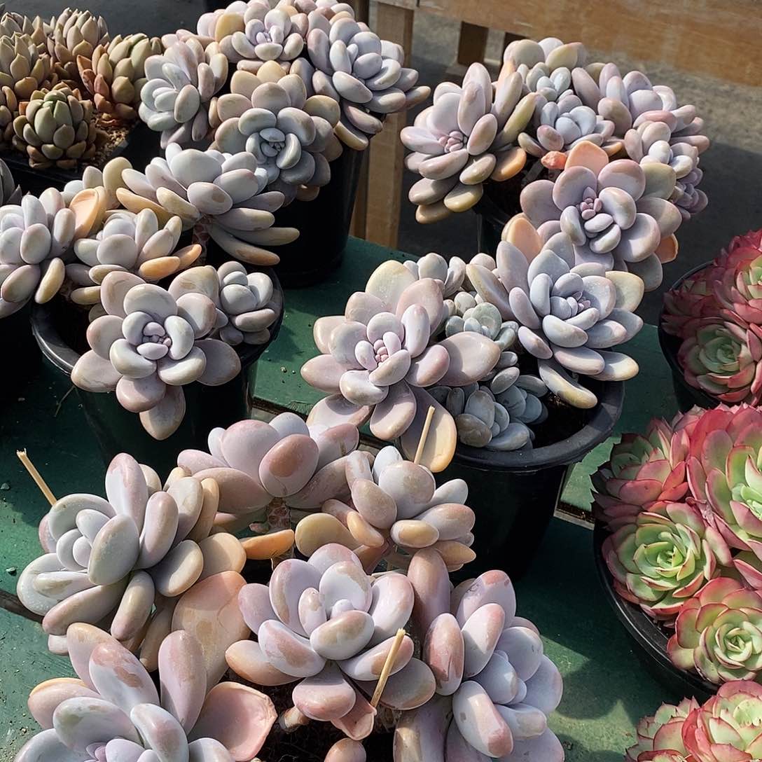 粉兔大群，自然群，1234567964