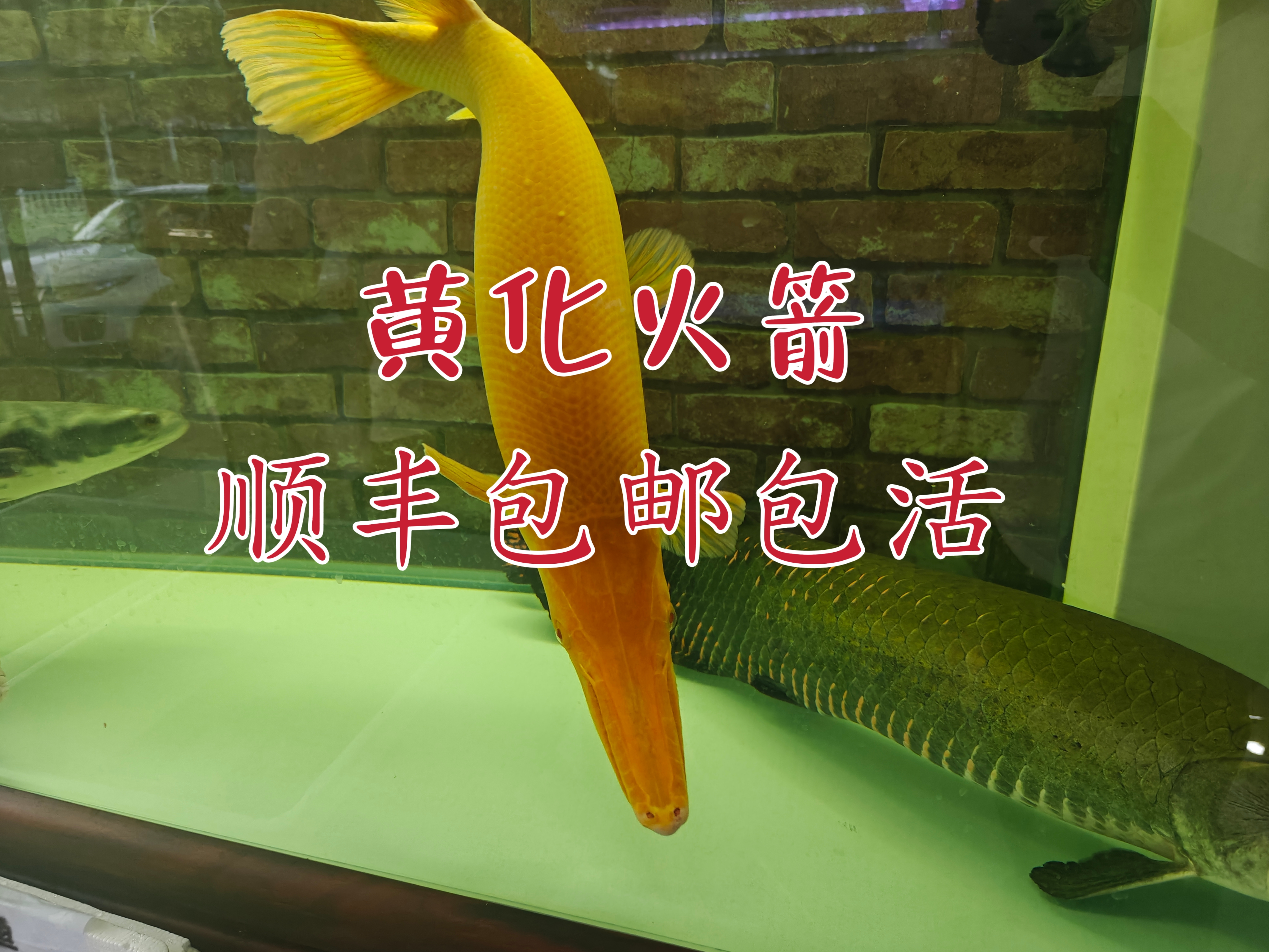黄化招财猫鱼活体大型底层红尾鲶观赏鱼可混养