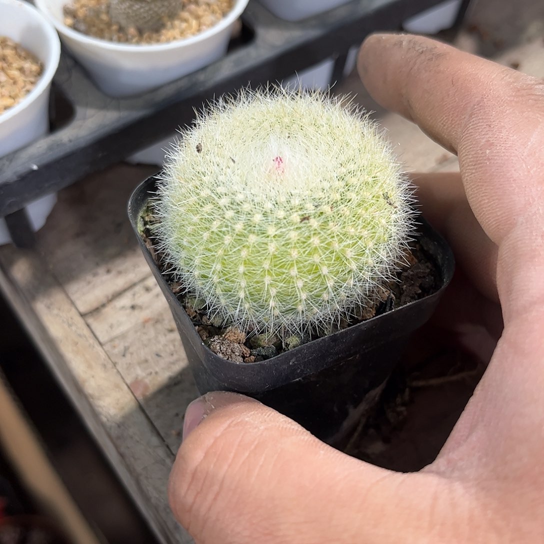 白雪光单头发货有根发货