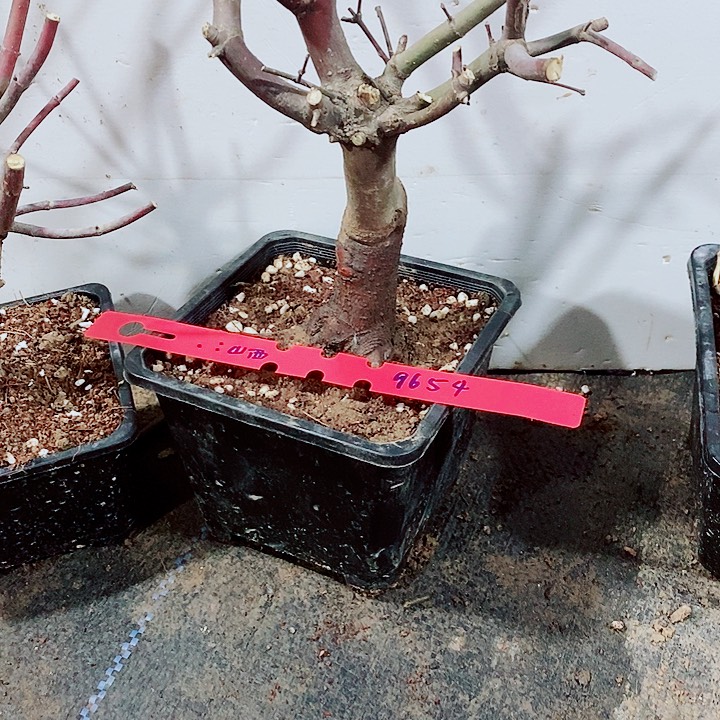 完全开放枫树星星