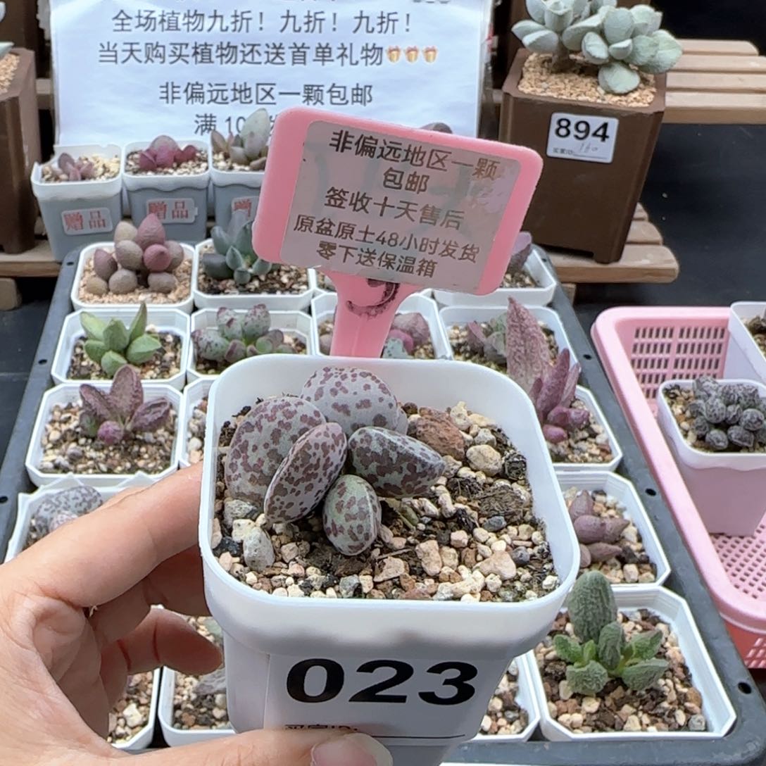 023花旦多肉植物