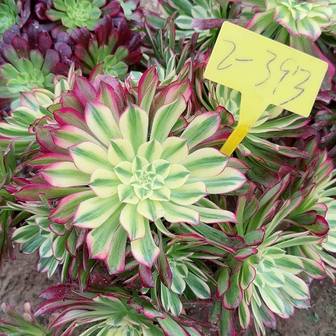 2-393--+天河多头多肉