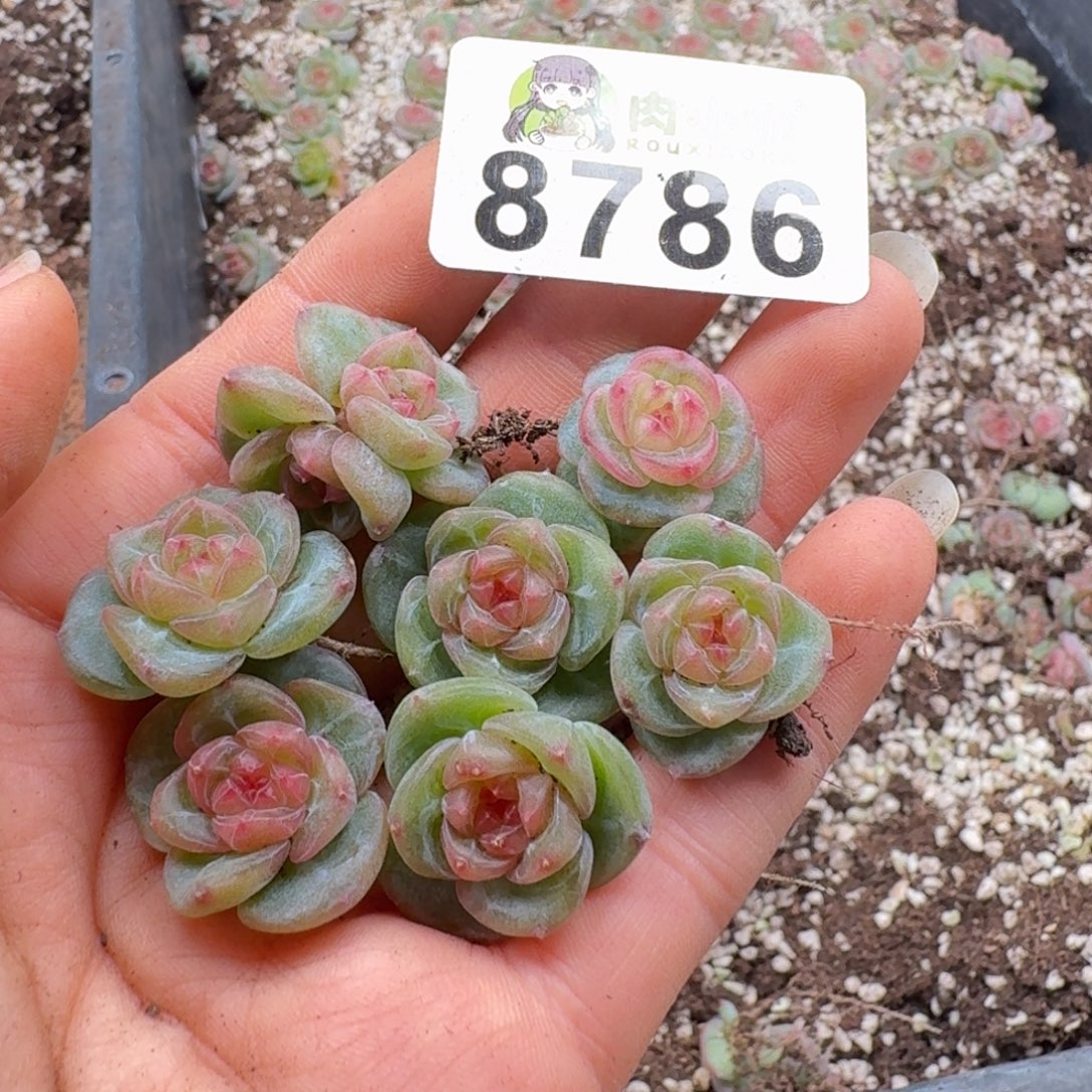 多肉植物多肉植物