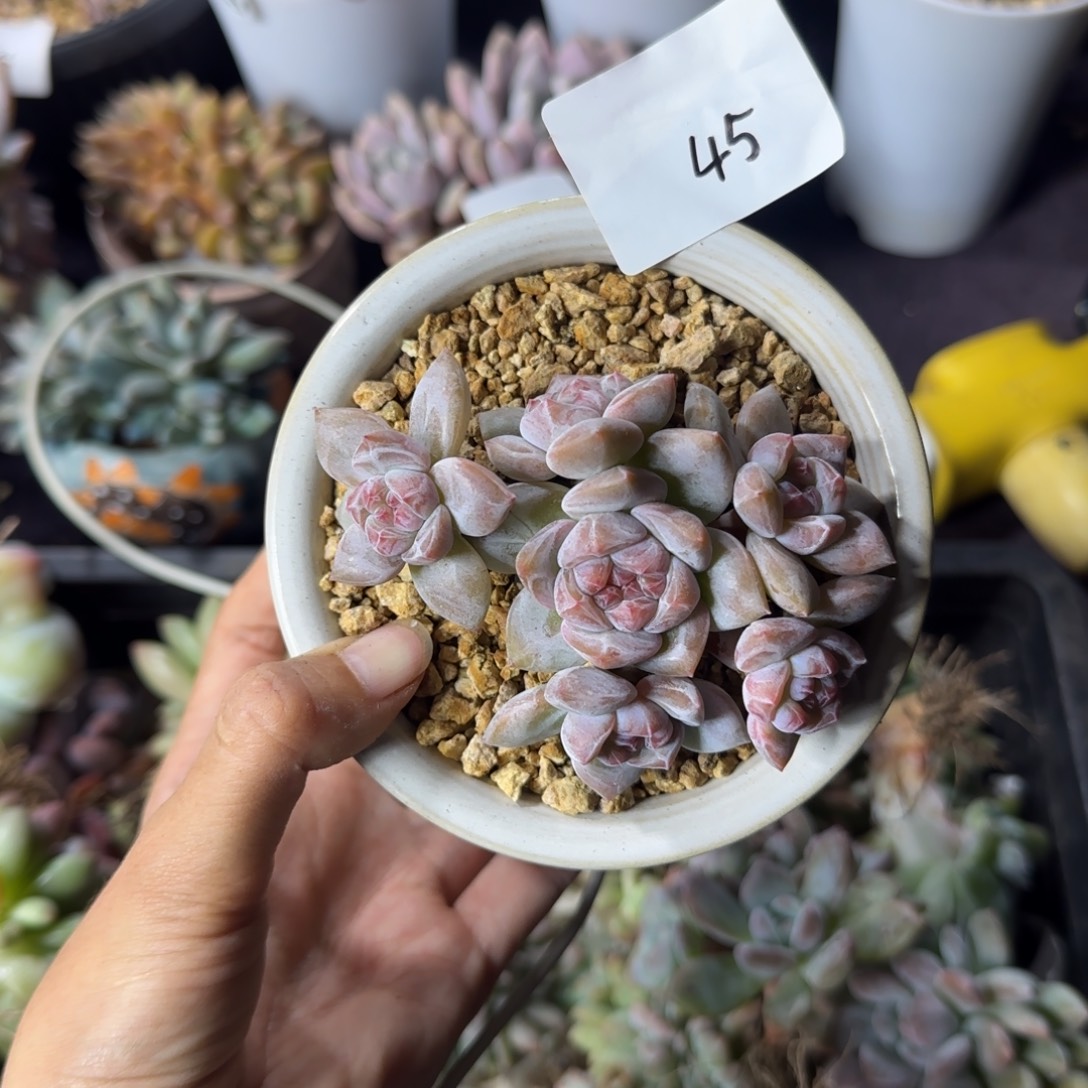 星影6头一物一拍45