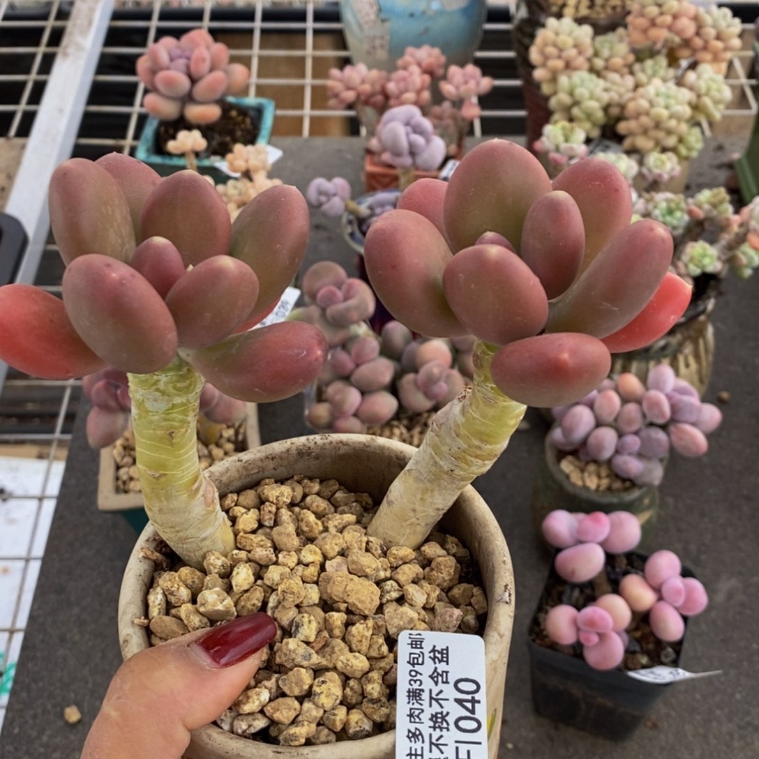 金蟾040/10cm多肉