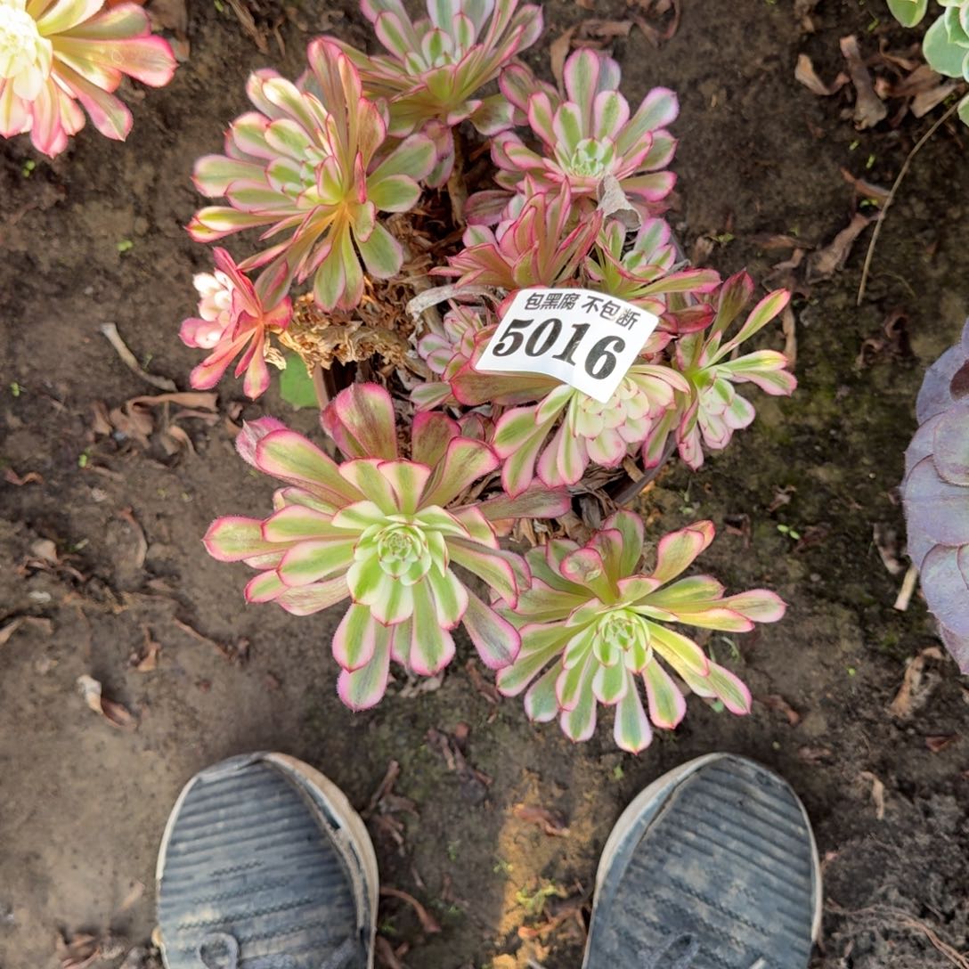 法师白月光5016 19-35