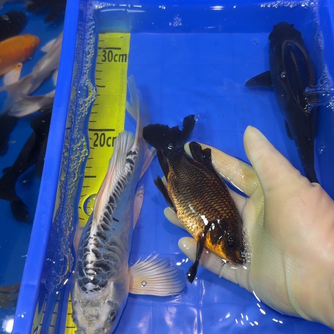 中国大陆蝴蝶鲤黑色精品