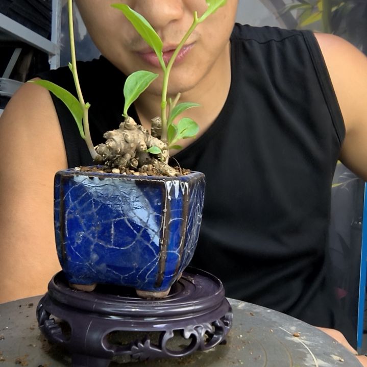 焦**包中青园艺一物一拍18