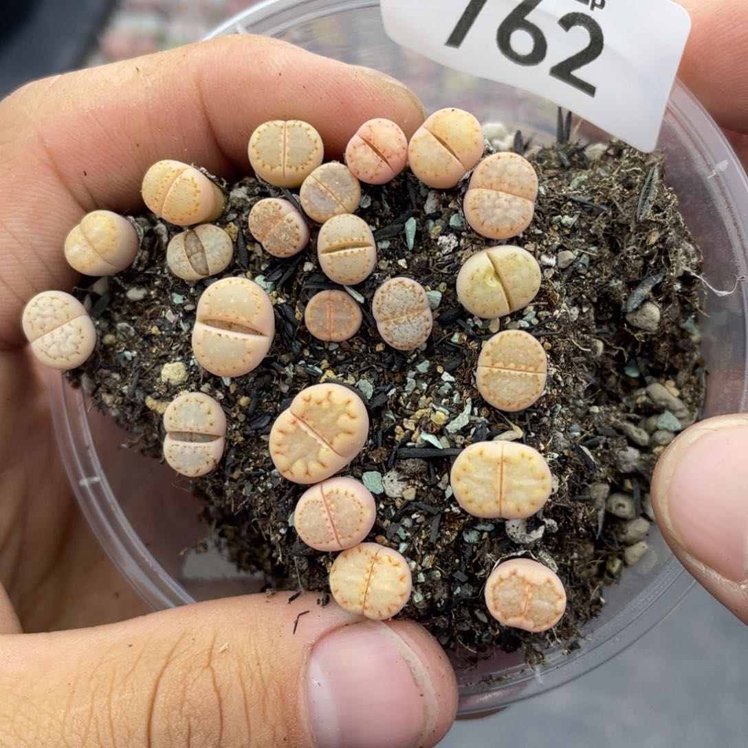 红陶000000000000762