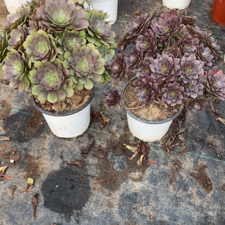 万圣节➕原叶玫瑰包邮。         