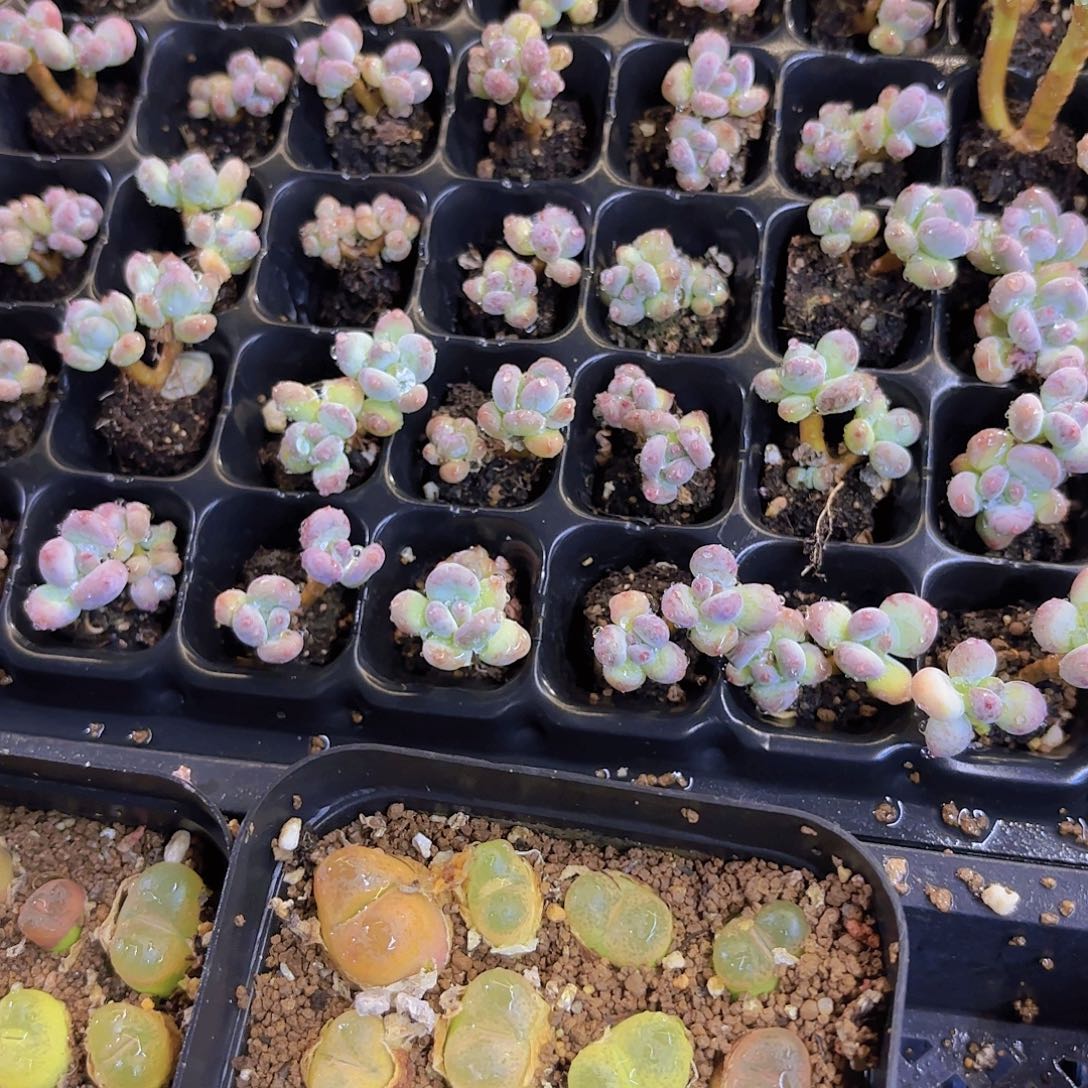 萤火虫两颗一组量拍