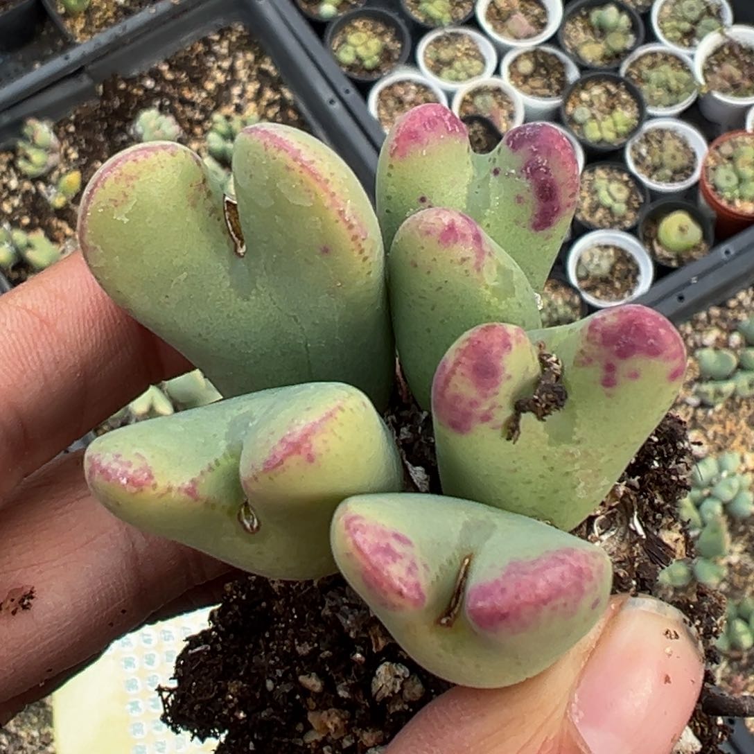 多肉植物1111111111111111