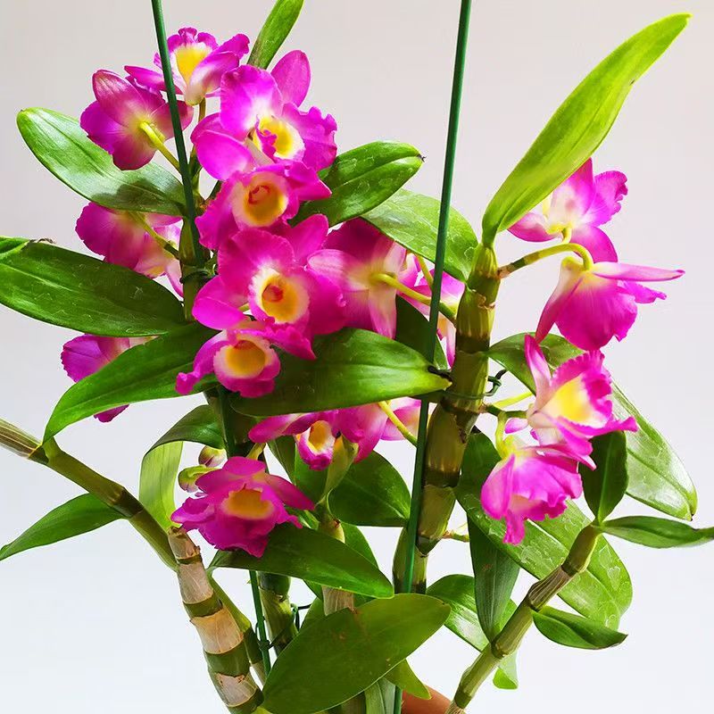 【牡丹春石斛兰】盆栽带花苞爆花机器花期长好养易活