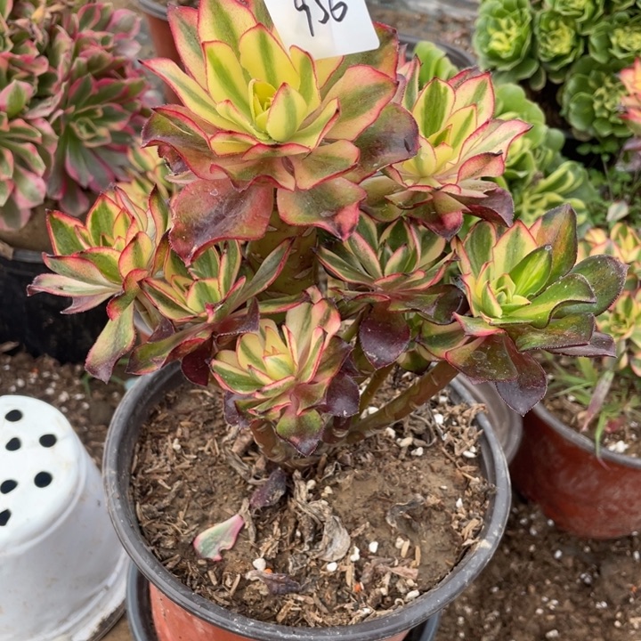 法师植物魅影法师956