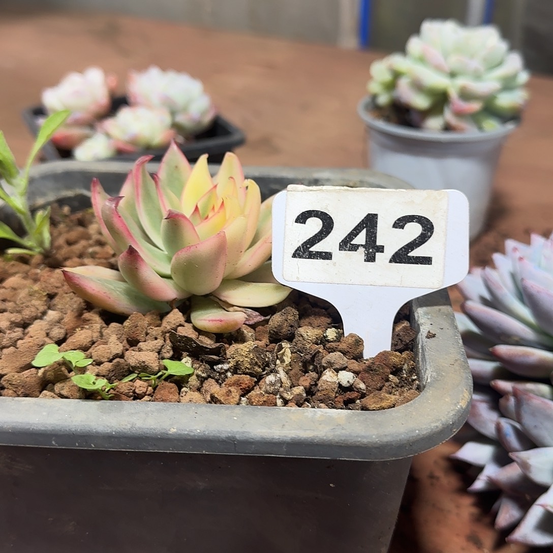 仙***社242锦123456781923