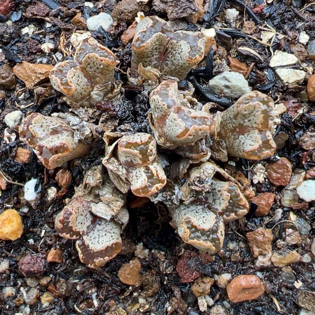 1.23好看的多肉428