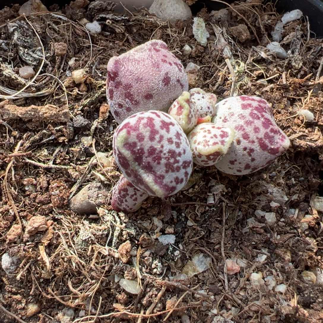 达摩海豹水泡多肉植物