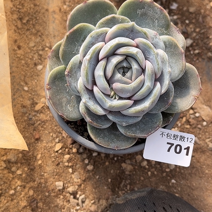 阿雅园艺。       701雪兔