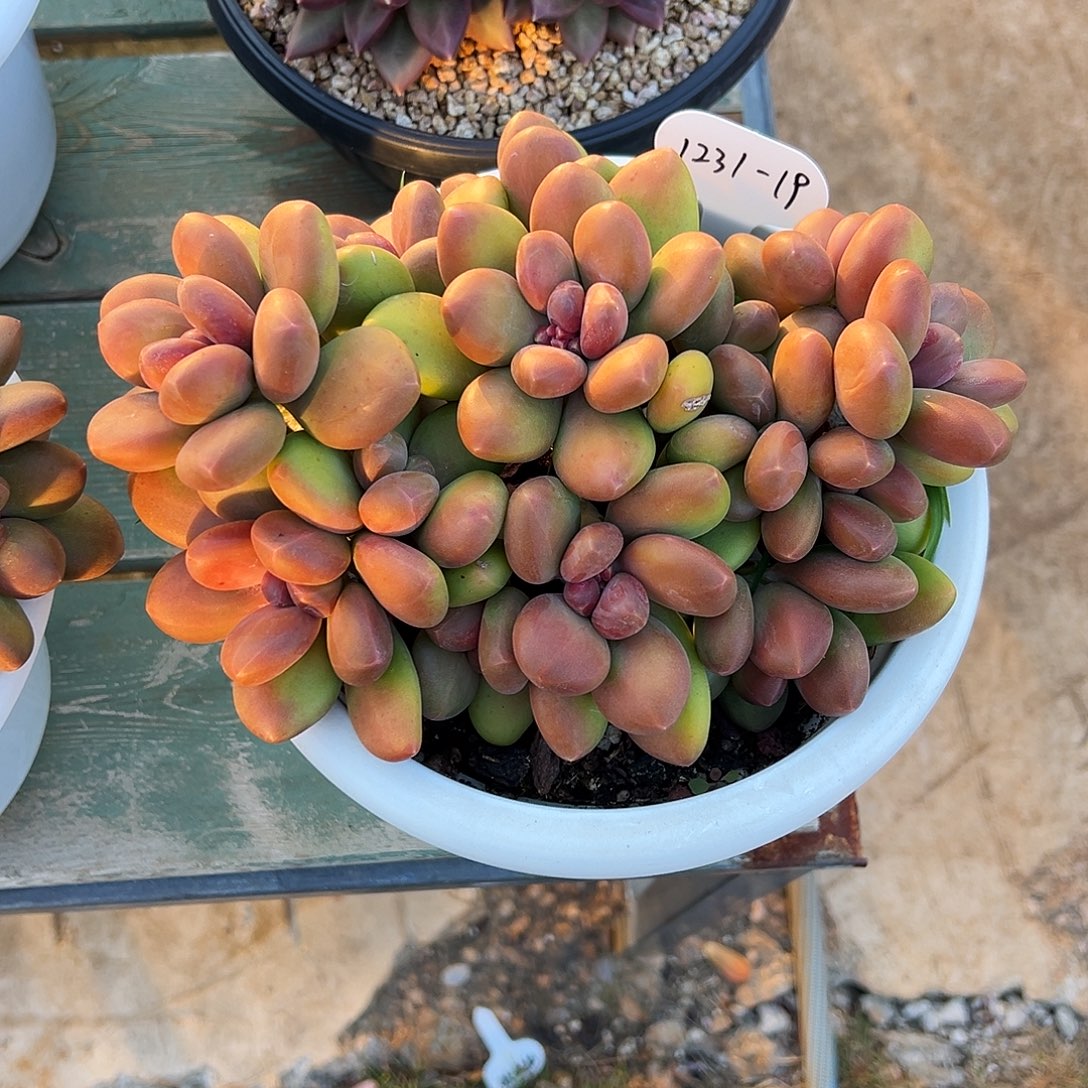 漂***静1231-19天花板芒果奶